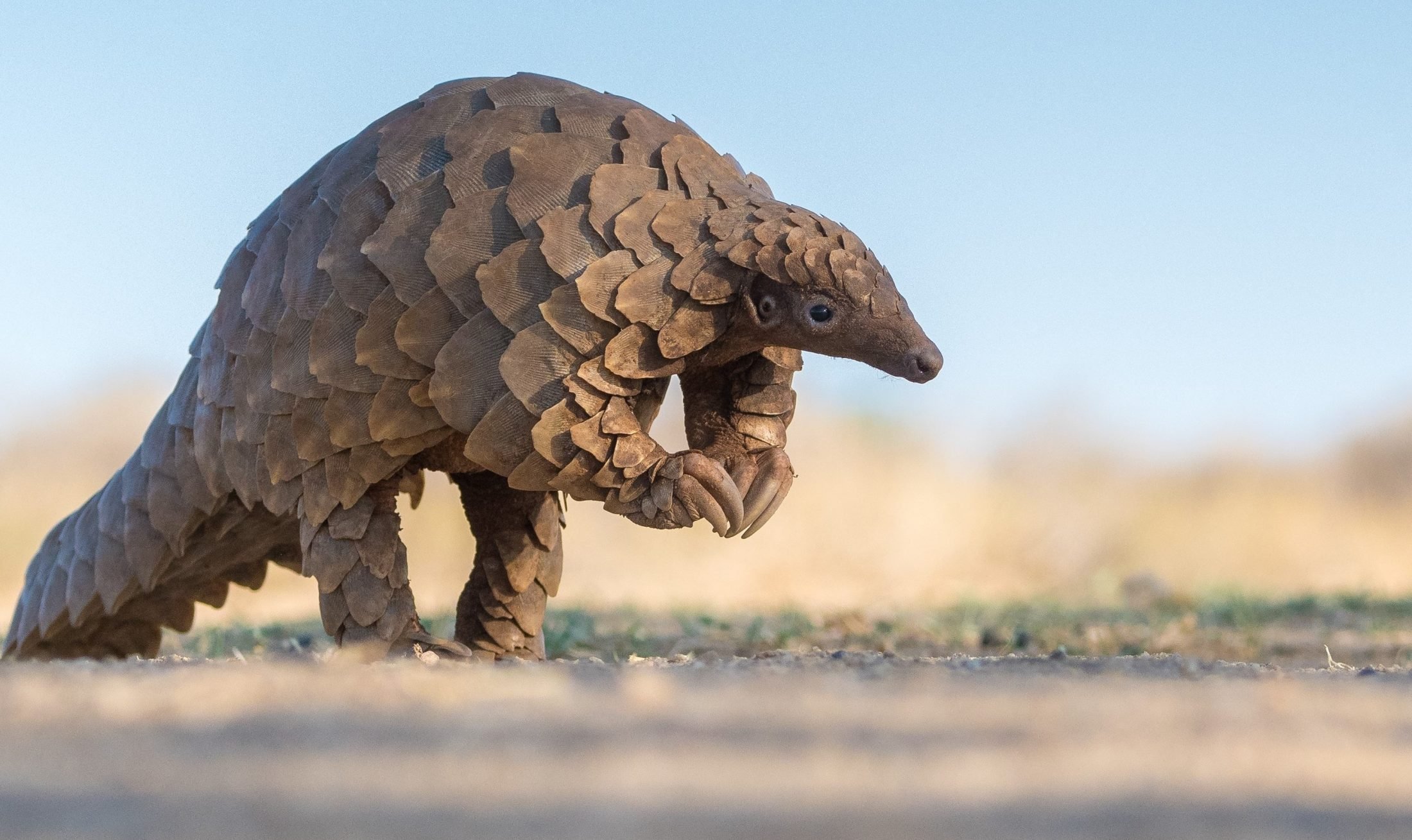 Pangolin and Dynamic NSG Rules